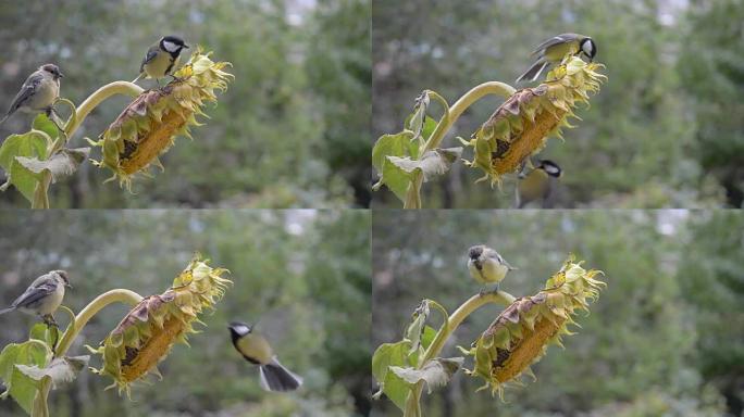 鸟儿在啄食葵花籽。两个奶子，空间很小。