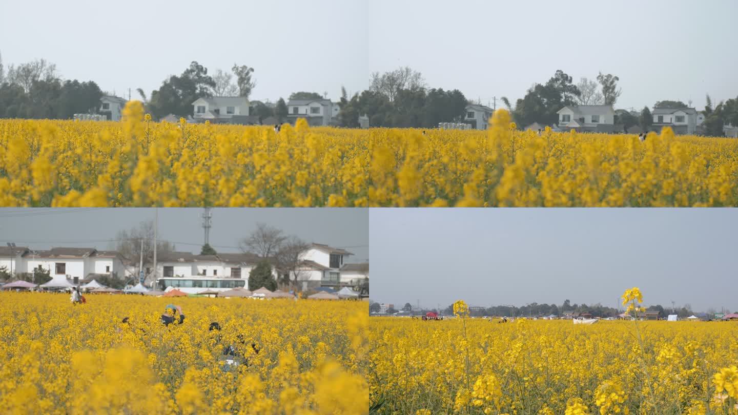 油菜花田观光旅游打卡