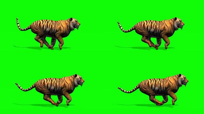 老虎奔跑-绿色屏幕