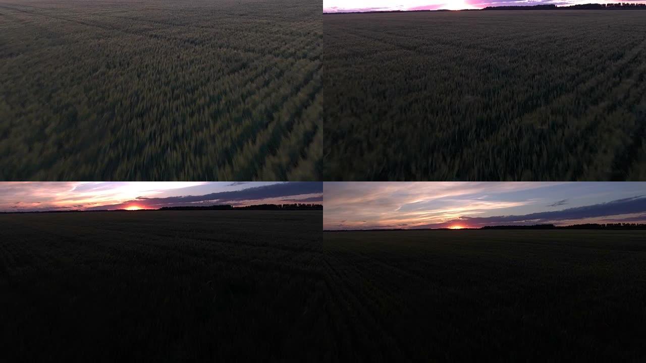 空中: 飞越麦田倾斜到美丽的日落