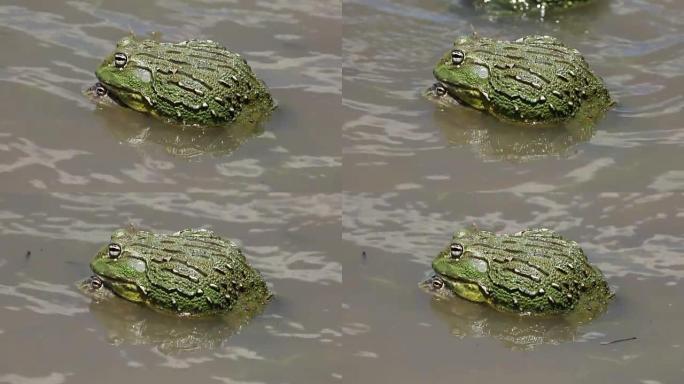交配非洲巨型牛蛙