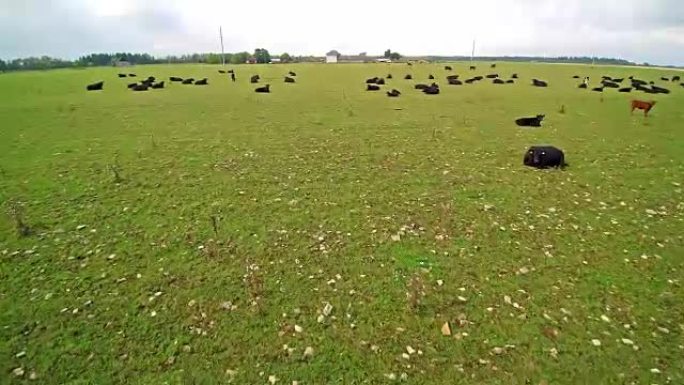 草地上有很多黑牛