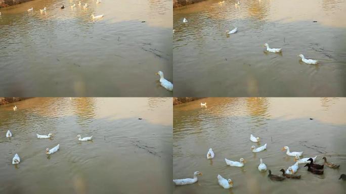 白黑鸭子追逐场