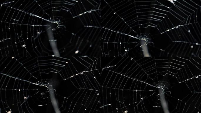 黑色背景上的蜘蛛网