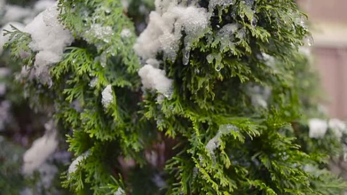 被雪覆盖的崖柏树枝。初雪