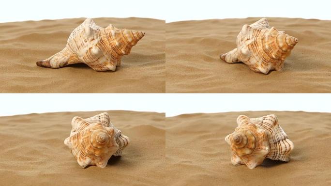 贝壳与沙子，白色，旋转，特写