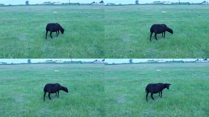 黑羊在牧场的绿草上放牧
