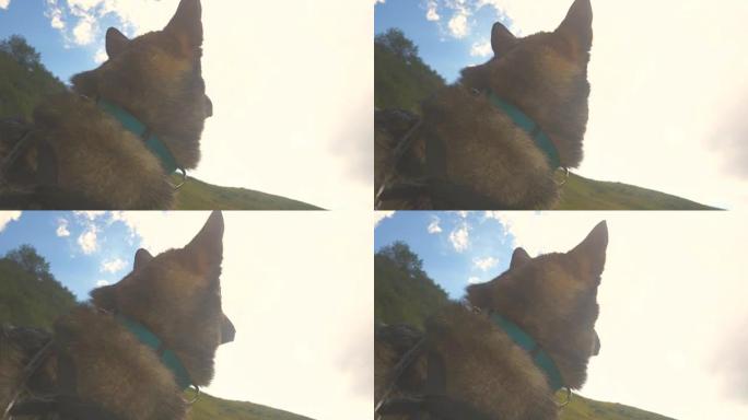 可爱的狼狗在山景里看天空