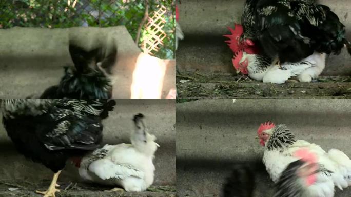 鸡的交配公鸡扑向鸡的繁殖公鸡和鸡使音轨