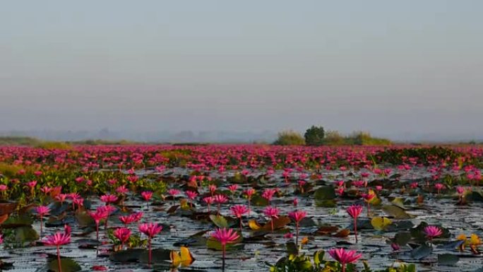 泰国乌隆他尼府粉红莲湖乘船旅行。