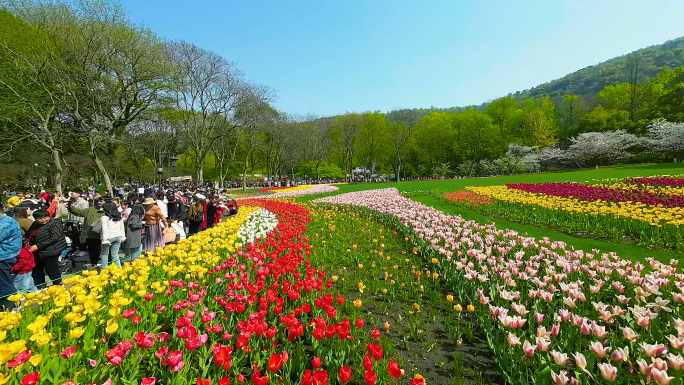 穿越机游览太子湾郁金香花海