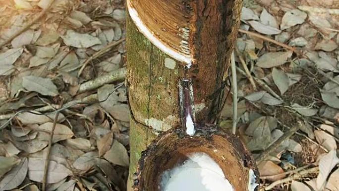 从巴西橡胶树天然橡胶树中提取的乳白色乳胶。相机倾斜。