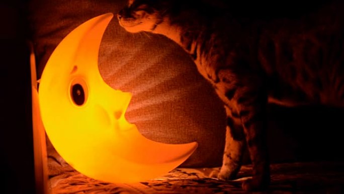 猫和月亮形式的灯。