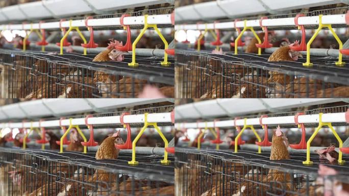 鸡在农场，鸡蛋和家禽生产中喝水。