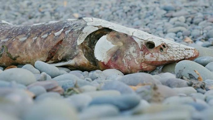 死鲑鱼躺在描图纸的岸上