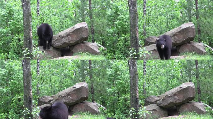 美国黑熊走向观众