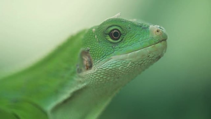 一只绿色的小蜥蜴。鬣蜥特写