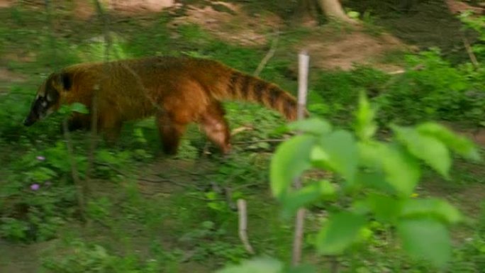 毛茸茸的棕鼻Coati