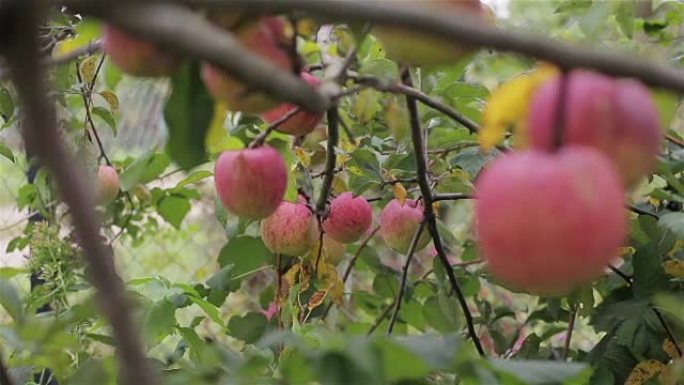 树上的苹果关闭机架焦点。红色有机成熟苹果挂在果园花园乡村的树枝上，准备收获。生态农业当地企业国产水果