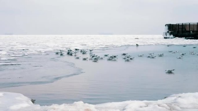 坐在冰雪覆盖的海面上的海鸥