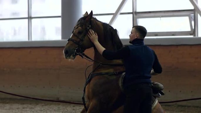 坐着的马。用手喂马。这匹马是棕色的。