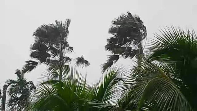 两棵棕榈树在萧条风暴中颠簸，在高清慢动作中暴雨。