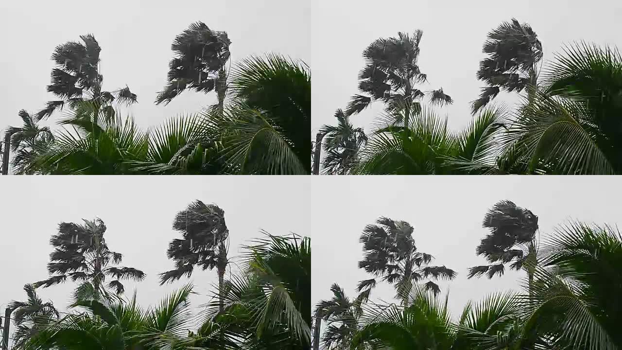 两棵棕榈树在萧条风暴中颠簸，在高清慢动作中暴雨。