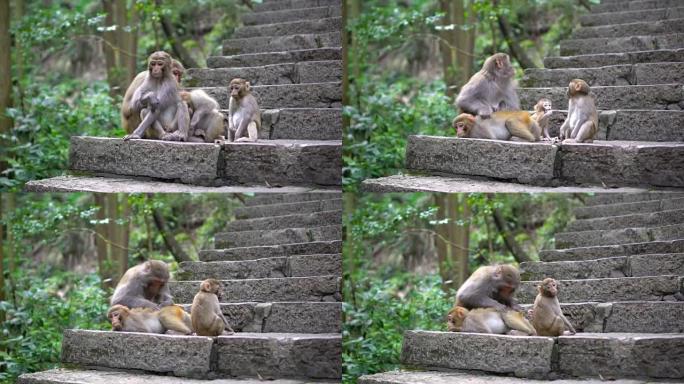 猴子妈妈为她的孩子寻找虫子