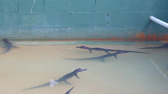 美国夏季炎热的一天，佛罗里达4k水中的短吻鳄