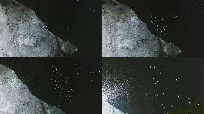 海鸥从俄罗斯湖上的冰上飞起