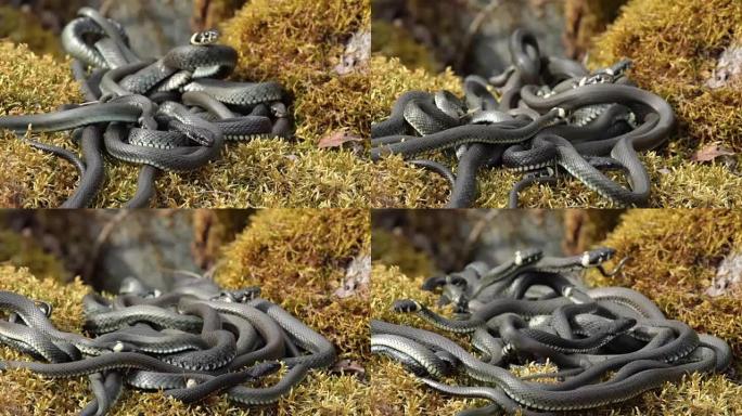 草蛇-环蛇-Natrix natrix