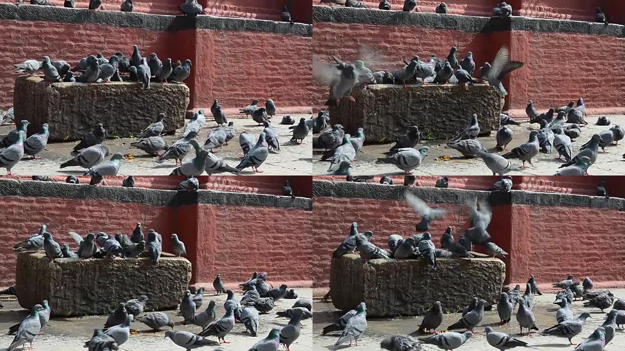 加德满都杜巴广场上的鸽子