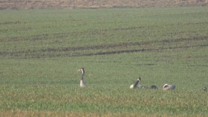 春天绿色田野上优美的野生普通鹤Grus grus