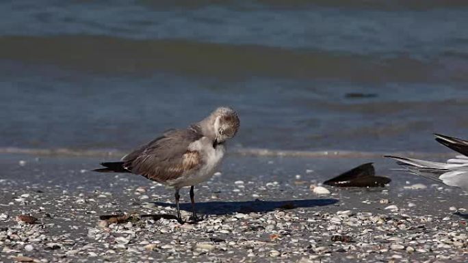 佛罗里达海滩上的少年笑鸥，Leucophaeus atricilla