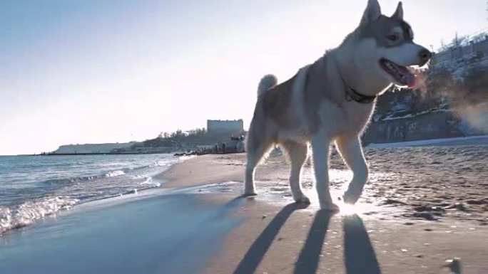 西伯利亚哈士奇狗在海岸快速奔跑，慢动作
