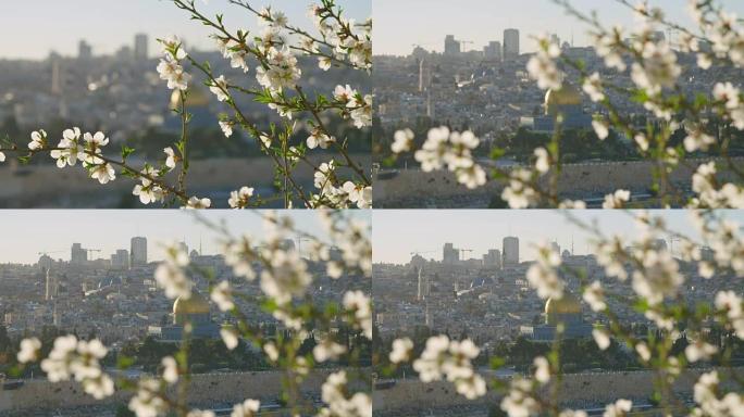 耶路撒冷老城的圣殿山，前景是鲜花