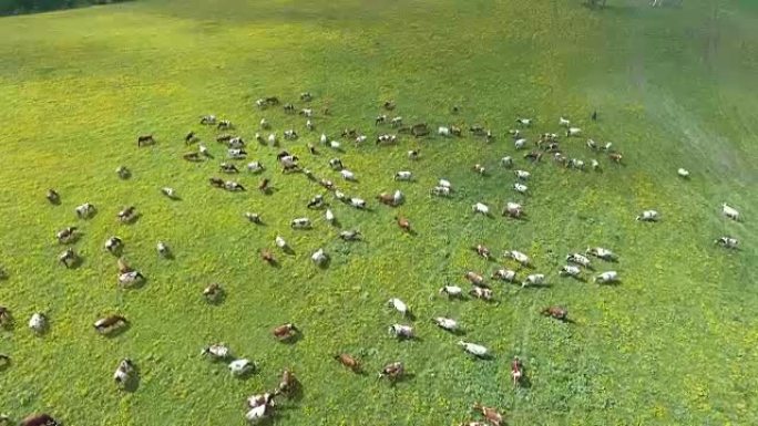 与放牧的奶牛一起飞越绿色田野