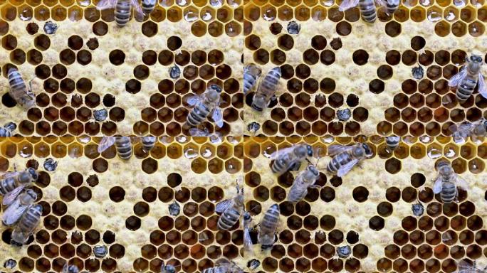 一只新蜜蜂的诞生