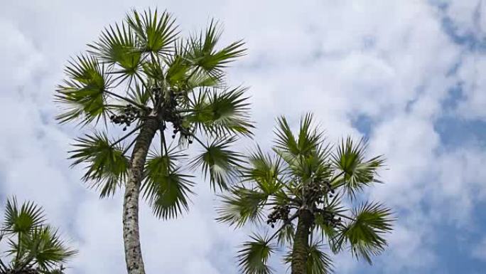 棕榈树叶子在空中移动，延时电影