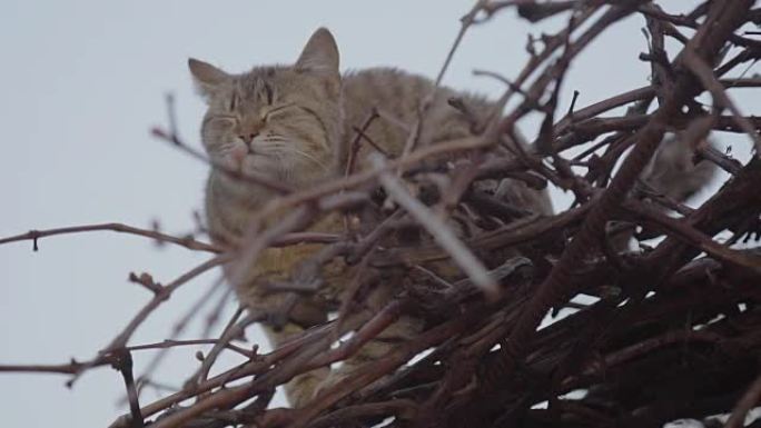 猫在耳朵后面痒