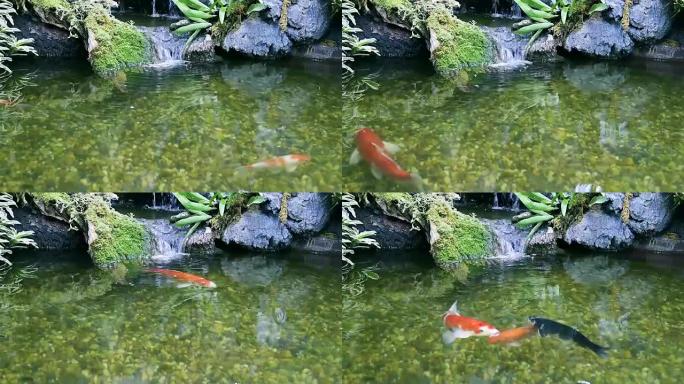 锦鲤，花式鲤鱼在池塘里游来游去。