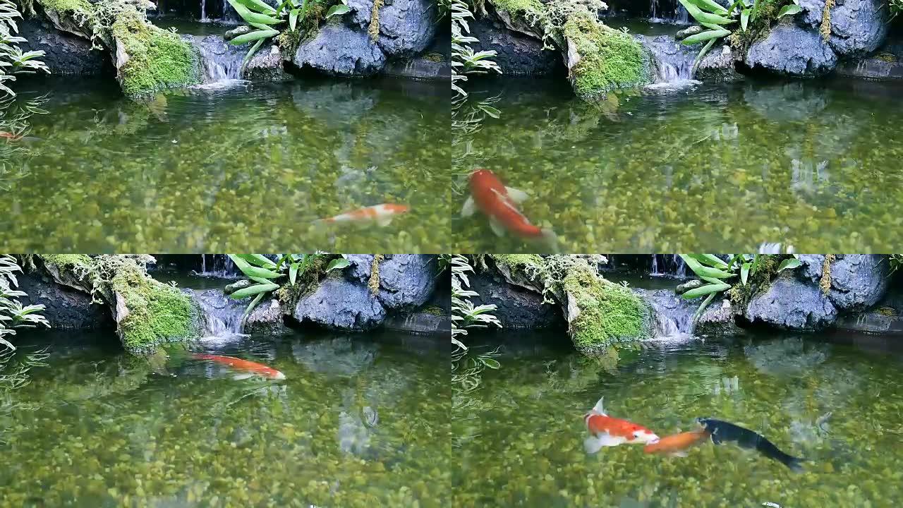 锦鲤，花式鲤鱼在池塘里游来游去。