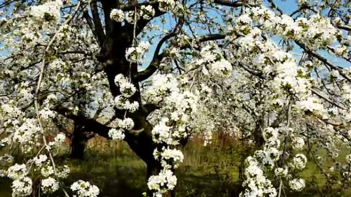 美丽的苹果树花园的Stedycam镜头