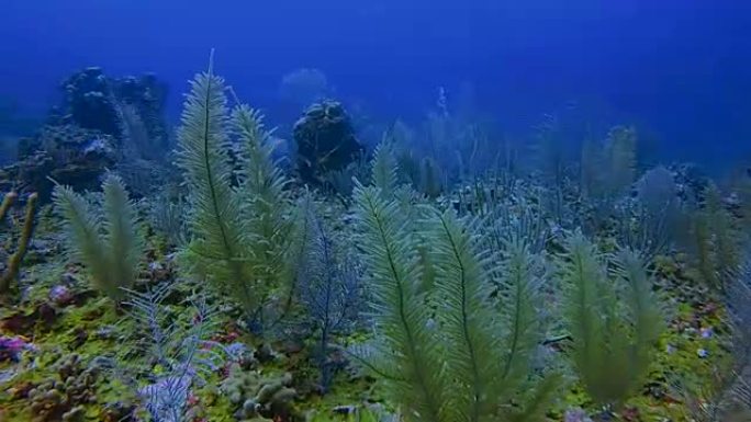 加勒比海珊瑚礁上的海洋生物和许多热带鱼-伯利兹堡礁/龙涎香礁