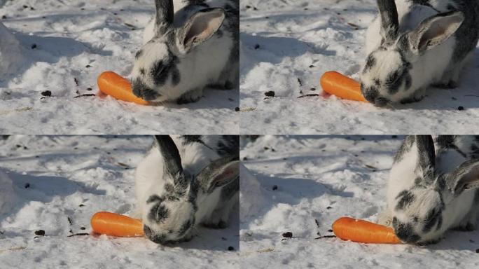 小可爱毛茸茸的大耳朵兔子冬天在雪地上吃胡萝卜