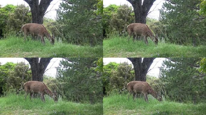 一只鹿正在吃草