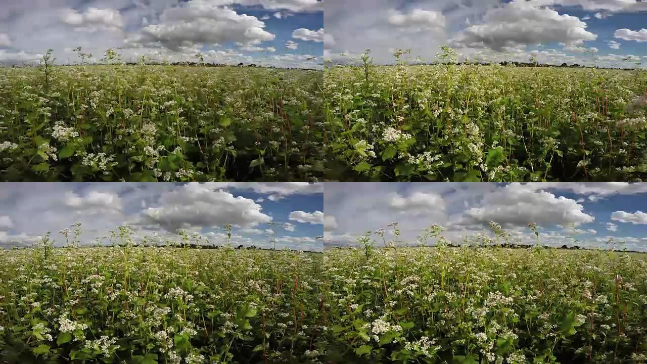 盛开的夏季荞麦田