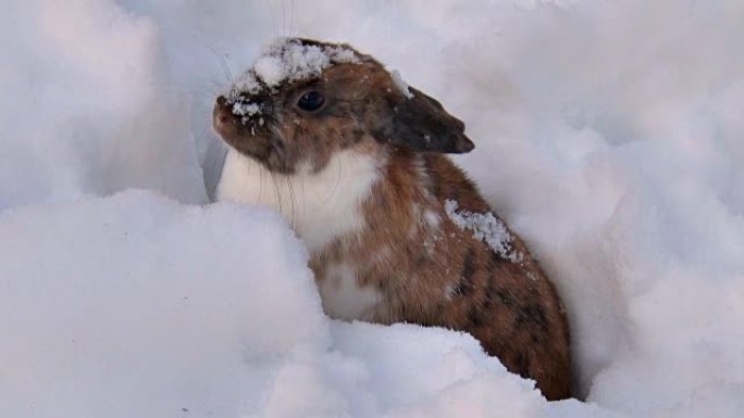 蓬松的兔子在冬天坐在雪地里