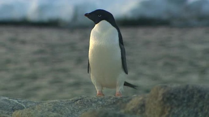 阿纳卡·阿德利企鹅