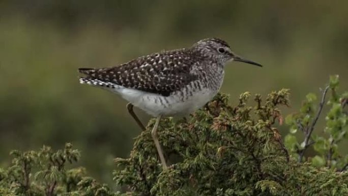 Bruchwasserläufer - Tringa glareola - Wood sandpip